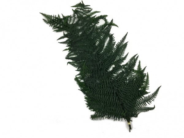 Preserved Davallia Fern